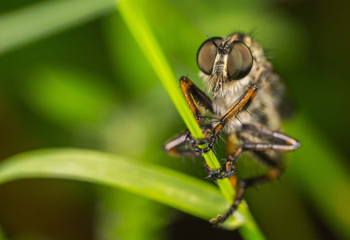 close up black flies grass